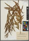 Foto von Salix purpurea L. x Salix viminalis L.